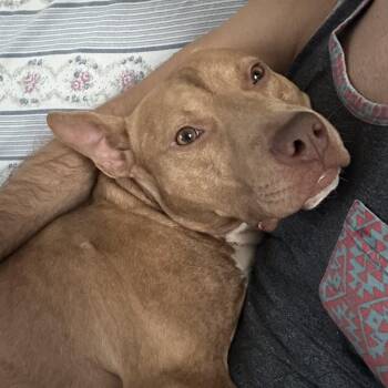 Roan -  Pit Bull Terrier Dog for Adoption in Columbia, South Carolina - Roan | PetCurious