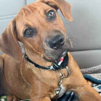Rocky -  Hound Dog for Adoption in Glocester, Rhode Island - Rocky | PetCurious