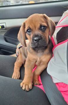 Rescue French Bulldog and Basset Hound Dogs for Adoption in Cottonwood, California - WINSTON | PetCurious