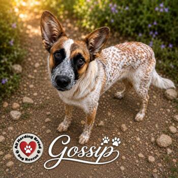 Gossip -  Cattle Dog Dog for Adoption in Joliet, Illinois - Gossip | PetCurious
