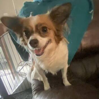 LOLA -  Papillon and Mixed Breed Dog for Adoption in San Juan Capistrano, California - LOLA | PetCurious