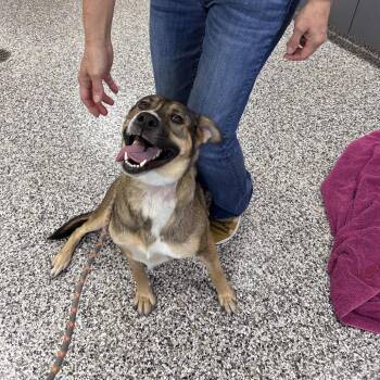 Lotti -  Mixed Breed Dog for Adoption in Morganton, North Carolina - Lotti | PetCurious