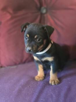 Shepherd Dogs Available for Adoption in Rio Rancho, New Mexico - Simon | PetCurious