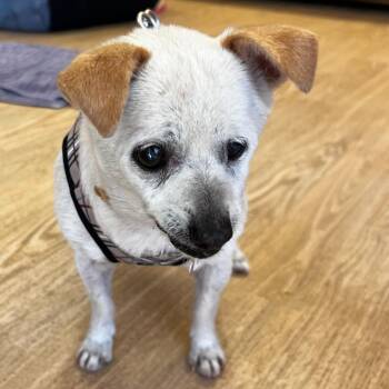 Chihuahua Dogs Available for Adoption in San Francisco, California - Winning Colors 14024 | PetCurious
