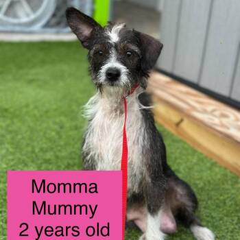 Momma Mummy -  Wirehaired Terrier Dog for Adoption in Tampa, Florida - Momma Mummy | PetCurious