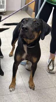 Hound Dogs Available for Adoption in Sorrento, Louisiana - Clinique | PetCurious