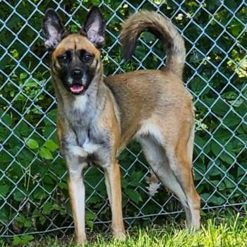 SHENZI -  Belgian Shepherd Malinois and Mixed Breed Dog for Adoption - SHENZI | PetCurious
