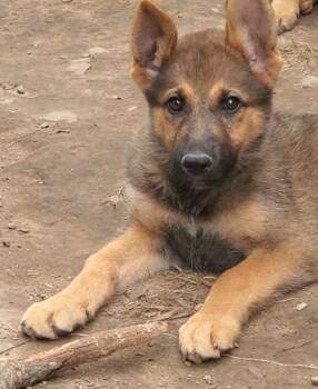 TONTO -  German Shepherd Dog for Sale in Soddy-daisy, Tennessee - TONTO | PetCurious