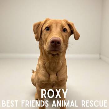 Labrador Retriever Dogs Available for Adoption - Roxy | PetCurious