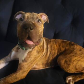 Boxer Dogs Available for Adoption in Lenexa, Kansas - Ridoc | PetCurious