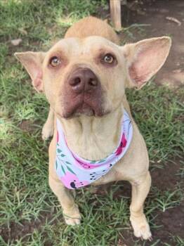 MRS. PIBB -  Pit Bull Terrier and Mixed Breed Dog for Adoption in Tulsa, Oklahoma - MRS. PIBB | PetCurious