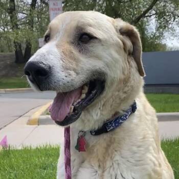 Winnie -  Anatolian Shepherd Dog for Adoption in Minneapolis, Minnesota - Winnie | PetCurious