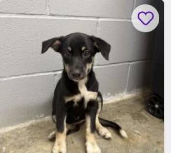 Rescue Shepherd and Retriever Dogs for Adoption in Randolph, New Jersey - Aspen | PetCurious