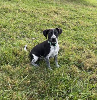Rescue Beagle Dogs for Adoption in Shelbyville, Kentucky - Mack | PetCurious