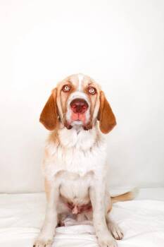Great Pyrenees Dogs Available for Adoption in Bixby, Oklahoma - Benson | PetCurious