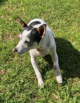 Rat Terrier Dogs Available for Adoption in Princeton, Massachusetts - Kaya | PetCurious