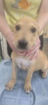 Jack -  Terrier and Mixed Breed Dog for Adoption in Paducah, Kentucky - Jack | PetCurious