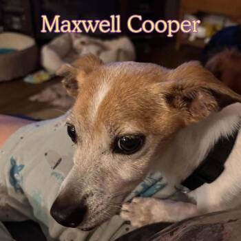 Maxwell Cooper -  Dachshund and Chihuahua Dog for Adoption in San Antonio, Texas - Maxwell Cooper | PetCurious