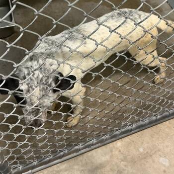 Coonhound Dogs Available for Adoption - Sophie | PetCurious