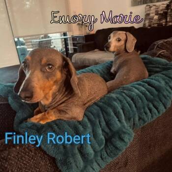Dachshund Dogs Available for Adoption in San Antonio, Texas - Finley Robert | PetCurious