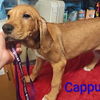 Cappuccino -  Coonhound and Mixed Breed Dog for Adoption in Chicago, Illinois - Cappuccino | PetCurious
