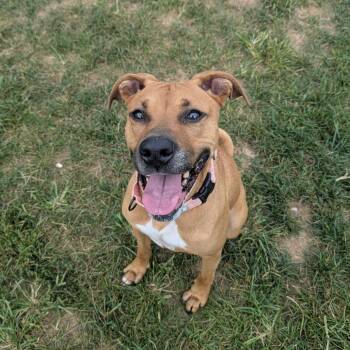 Sarah -  Boxer Dog for Adoption in Harrisonburg, Virginia - Sarah | PetCurious