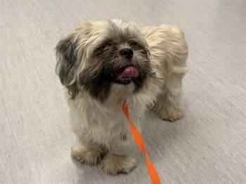 TOFU -  Shih Tzu Dog for Adoption in Colorado Springs, Colorado - TOFU | PetCurious