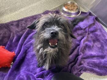 ALAN -  Poodle and Mixed Breed Dog for Adoption in Tustin, California - ALAN | PetCurious