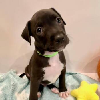 Leo Starstruck -  Plott Hound Dog for Adoption in Andover, Massachusetts - Leo Starstruck | PetCurious