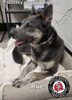 Husky and Shepherd Dogs Available for Adoption in Georgetown, Kentucky - Rue | PetCurious