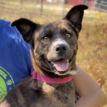 Apollo -  Mixed Breed Dog for Adoption in Gwinn, Michigan - Apollo | PetCurious