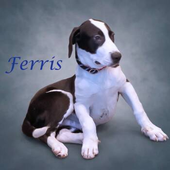 Ferris D26-164 -  Labrador Retriever and Basset Hound Dog for Adoption in Lebanon, Tennessee - Ferris D26-164 | PetCurious