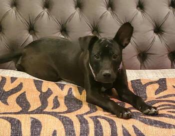 Mixed Breed Dogs Available for Adoption in Zuni, Virginia - Lucy | PetCurious