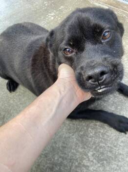 Ada -  Chow Chow and Mixed Breed Dog for Adoption in Burnsville, North Carolina - Ada | PetCurious
