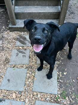 Luna . -  Labrador Retriever Dog for Adoption in Eatontown, New Jersey - Luna . | PetCurious