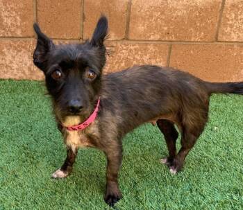 URGENT FOSTER NEEDED FOR NINA -  Silky Terrier and Wirehaired Dachshund Dog for Adoption in San Marcos, California - URGENT FOSTER NEEDED FOR NINA | PetCurious