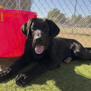 October -  Labrador Retriever and Golden Retriever Dog for Adoption in Agua Dulce, California - October | PetCurious