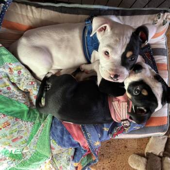 Waffles -  American Bulldog and Pit Bull Terrier Dog for Adoption in Bellingham, Washington - Waffles | PetCurious