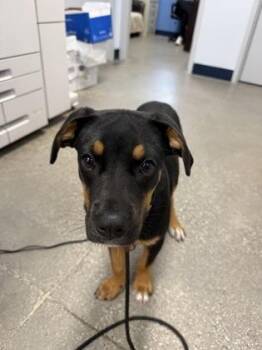 Barret -  Mixed Breed Dog for Adoption in Morristown, New Jersey - Barret | PetCurious