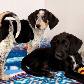 Bluetick Coonhound and German Shorthaired Pointer Dogs Available for Adoption in Green Bay, Wisconsin - Tracker | PetCurious