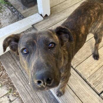Rescue Plott Hound and Staffordshire Bull Terrier Dogs for Adoption in Johnson City, Texas - Remi | PetCurious