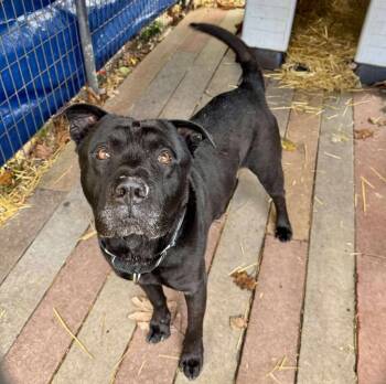 Rescue Labrador Retriever Dogs for Adoption in Dallas, Pennsylvania - BUDDHA | PetCurious