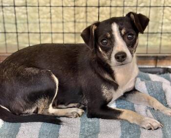 Dixie -  Chihuahua Dog for Adoption in Muskegon, Michigan - Dixie | PetCurious