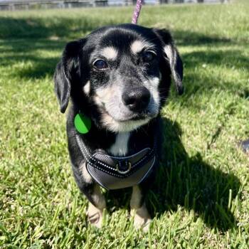Duke Doxie -  Dachshund and Beagle Dog for Adoption in Abbotsford, British Columbia - Duke Doxie | PetCurious