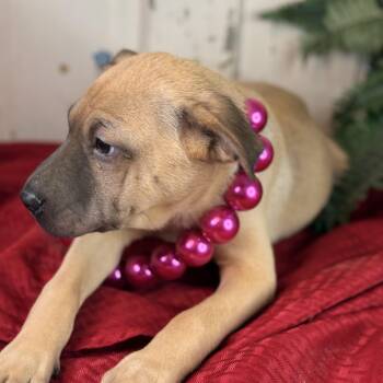 Shar Pei and Pug Dogs Available for Adoption in Atlanta, Texas - Brownie | PetCurious