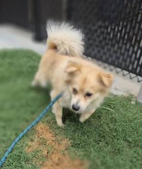 Pen 220 Lowen -  Pomeranian and Spitz Dog for Adoption in Lawrenceville, Georgia - Pen 220 Lowen | PetCurious