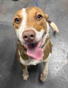 Happy -  Australian Shepherd and Pit Bull Terrier Dog for Adoption in Munfordville, Kentucky - Happy | PetCurious