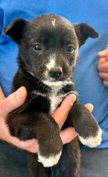 Australian Shepherd Dogs Available for Adoption in Cottonwood, Arizona - Piplup | PetCurious