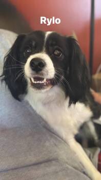 Australian Shepherd Dogs Available for Adoption in Woodlawn, Tennessee - Rylo | PetCurious
