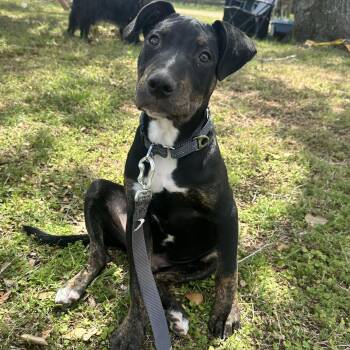 Doberman Pinscher and Australian Cattle Dog Blue Heeler Dogs Available for Adoption - Slick | PetCurious